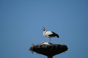 Čáp bílý – důstojný pták opředený mnoha pověrami